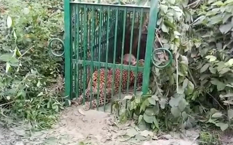तेंदुए