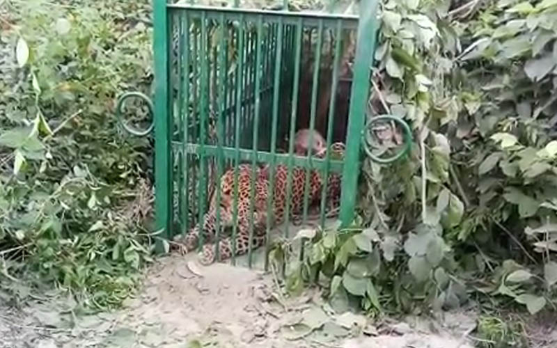तेंदुए