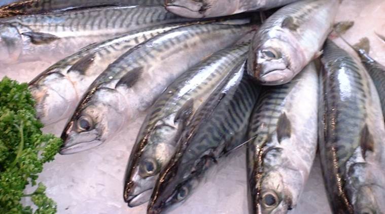fish