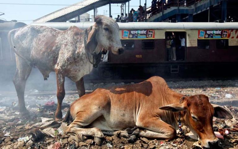 cow