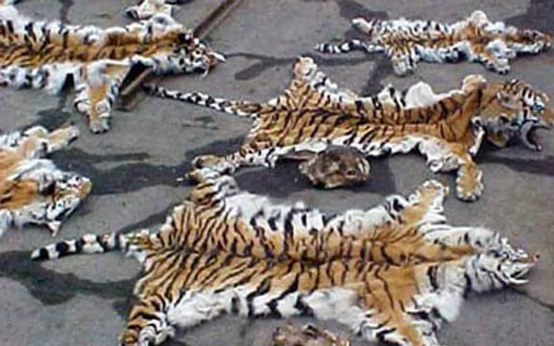 tiger skin uttrakhand highcourt