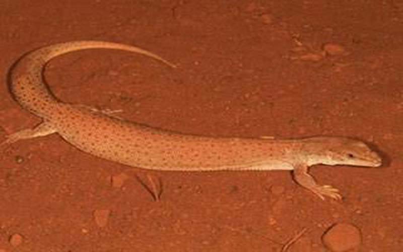 lizard