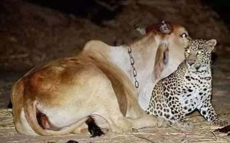 tendua with cow