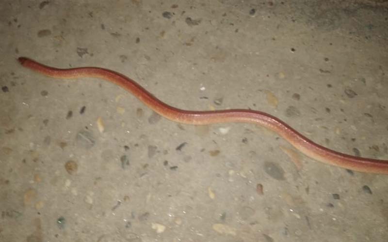 red coral khukri snake