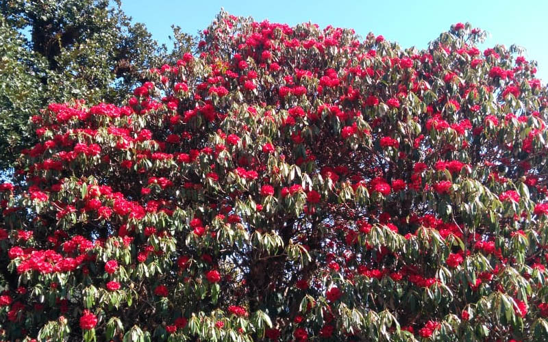 buransh flower chamoli