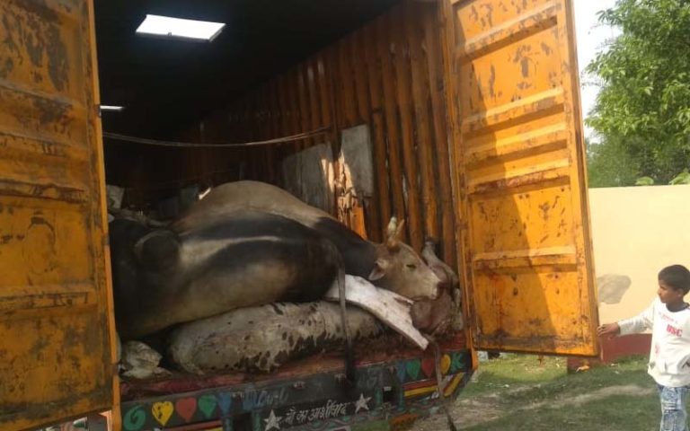 dead cow
