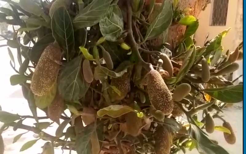 kathal chori