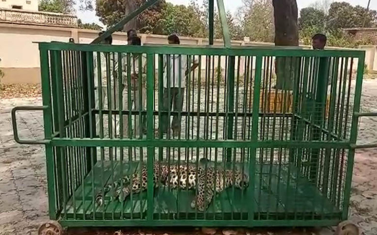 panther died