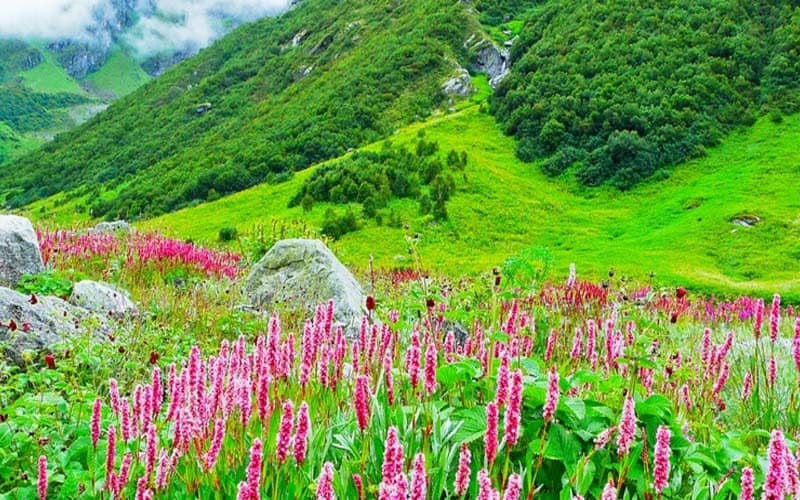 vally of flowers