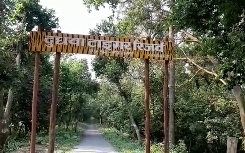 dudhawa tiger reserb