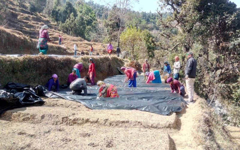 rose agriculture