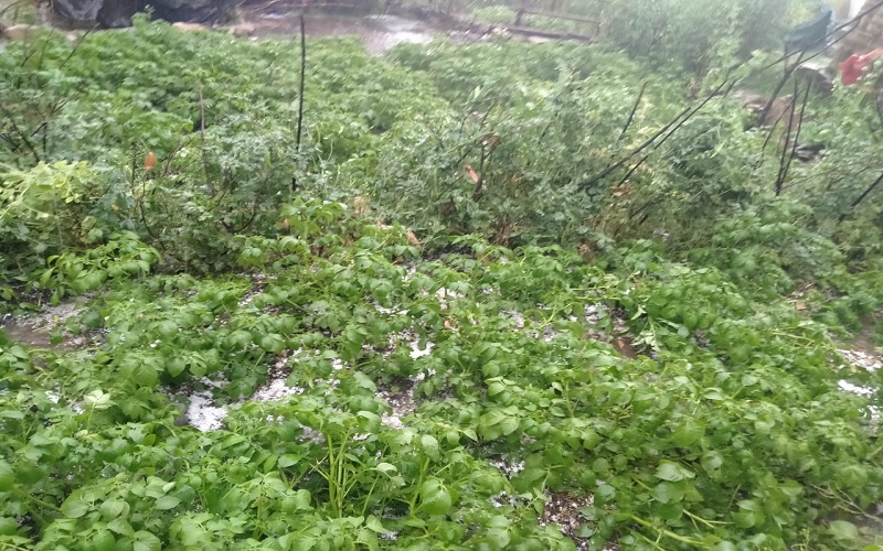 chamoli