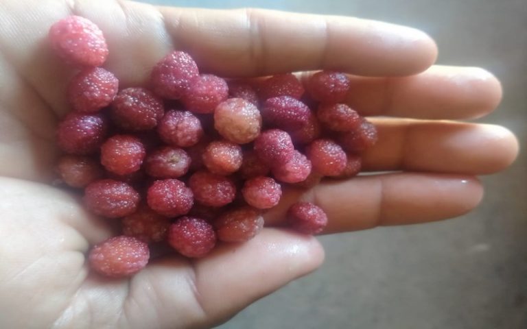 kafal fruit
