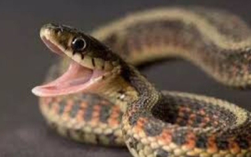snake