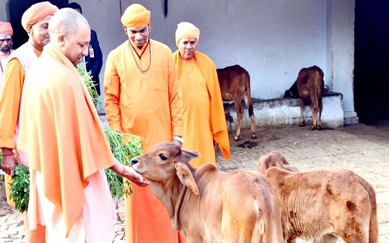 Cm Yogi with Cow