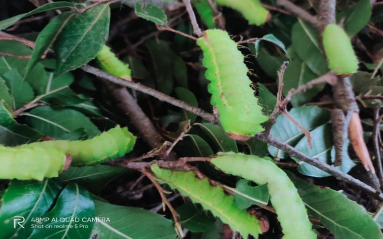 tasar silk worm