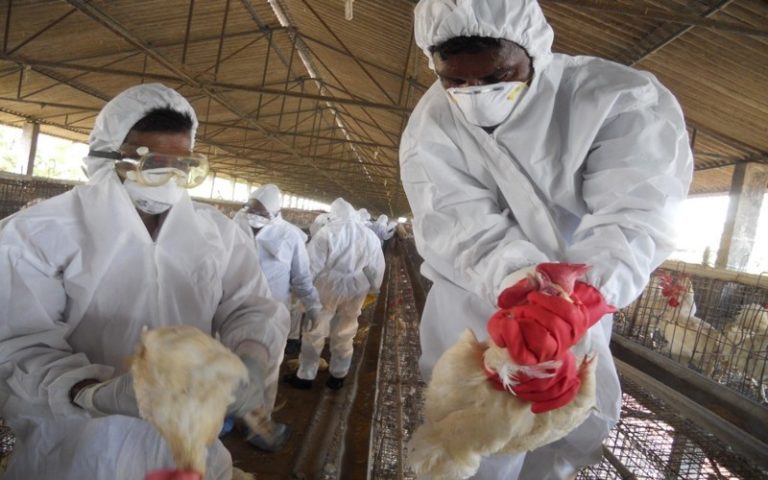 bird Flu virus
