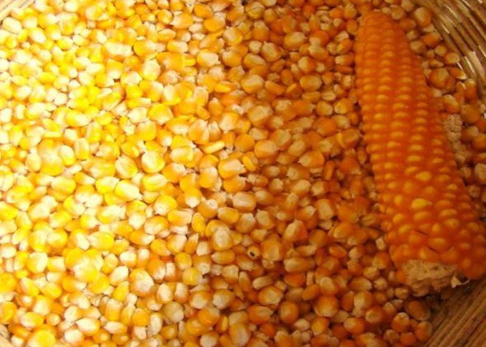 maize-1434493255_835x547