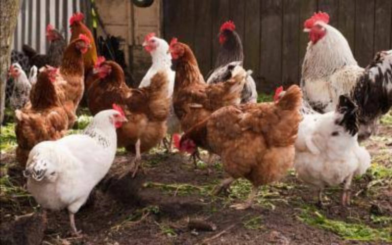 backyard poultry farming