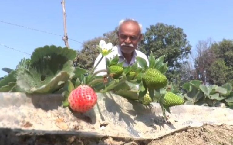 स्ट्रॉबेरी