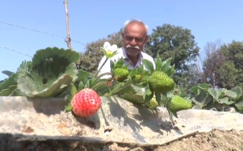 स्ट्रॉबेरी