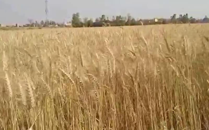 gehu