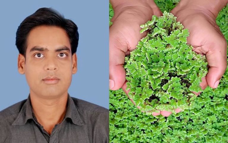 अजोला