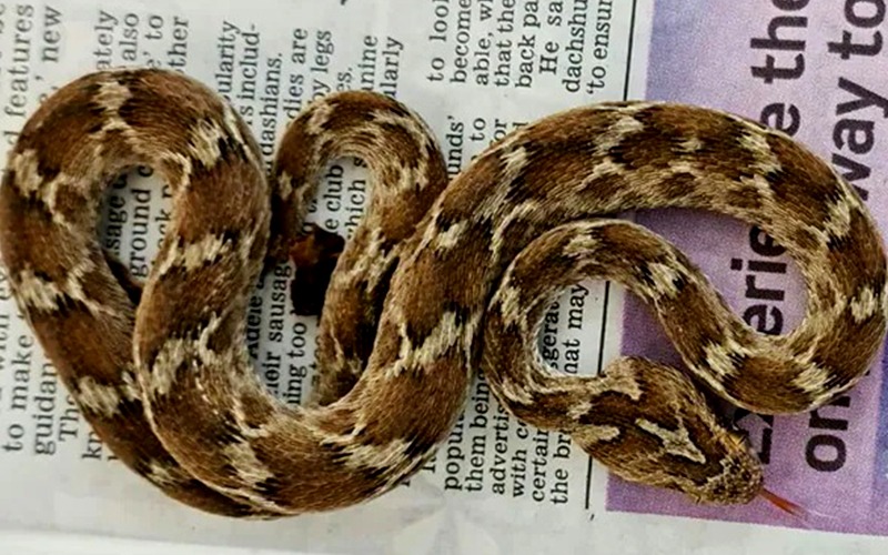 SNAKE
