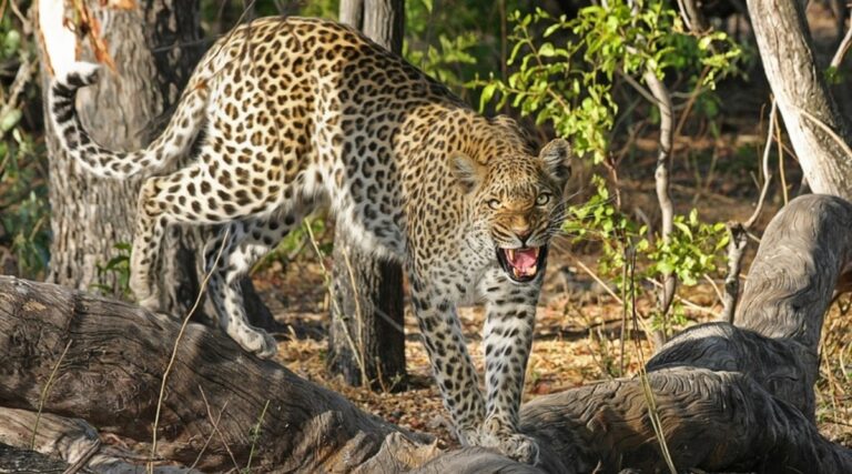 animal