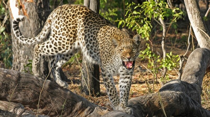 animal