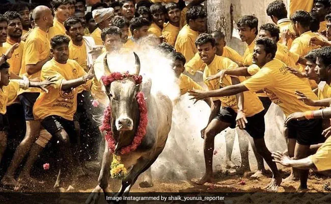 2uf46q1_jallikattu_625x300_24_December_20